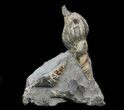 Cretaceous Fossil Gastropod (Fasciolaria) - South Dakota #34172-1